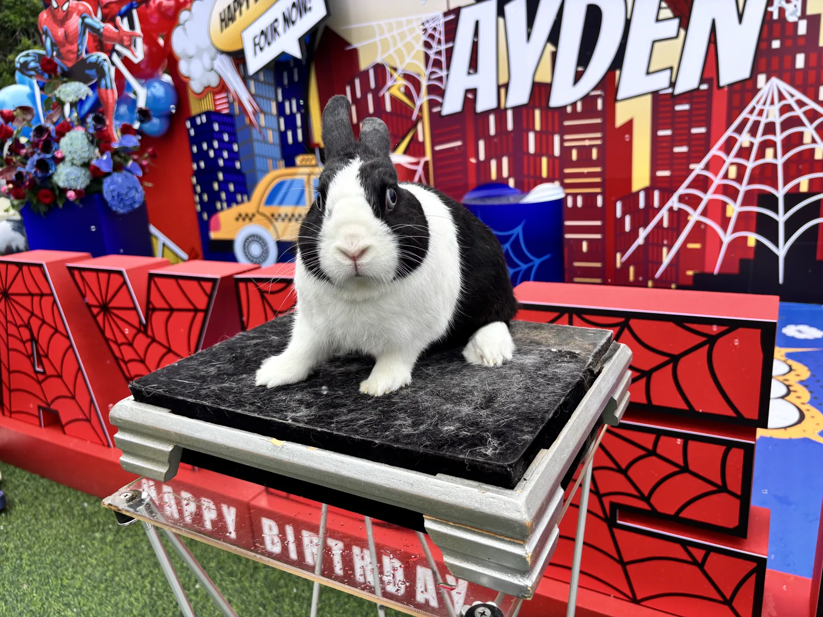 Oreo the black and white bunny at a Spider-Man birthday party