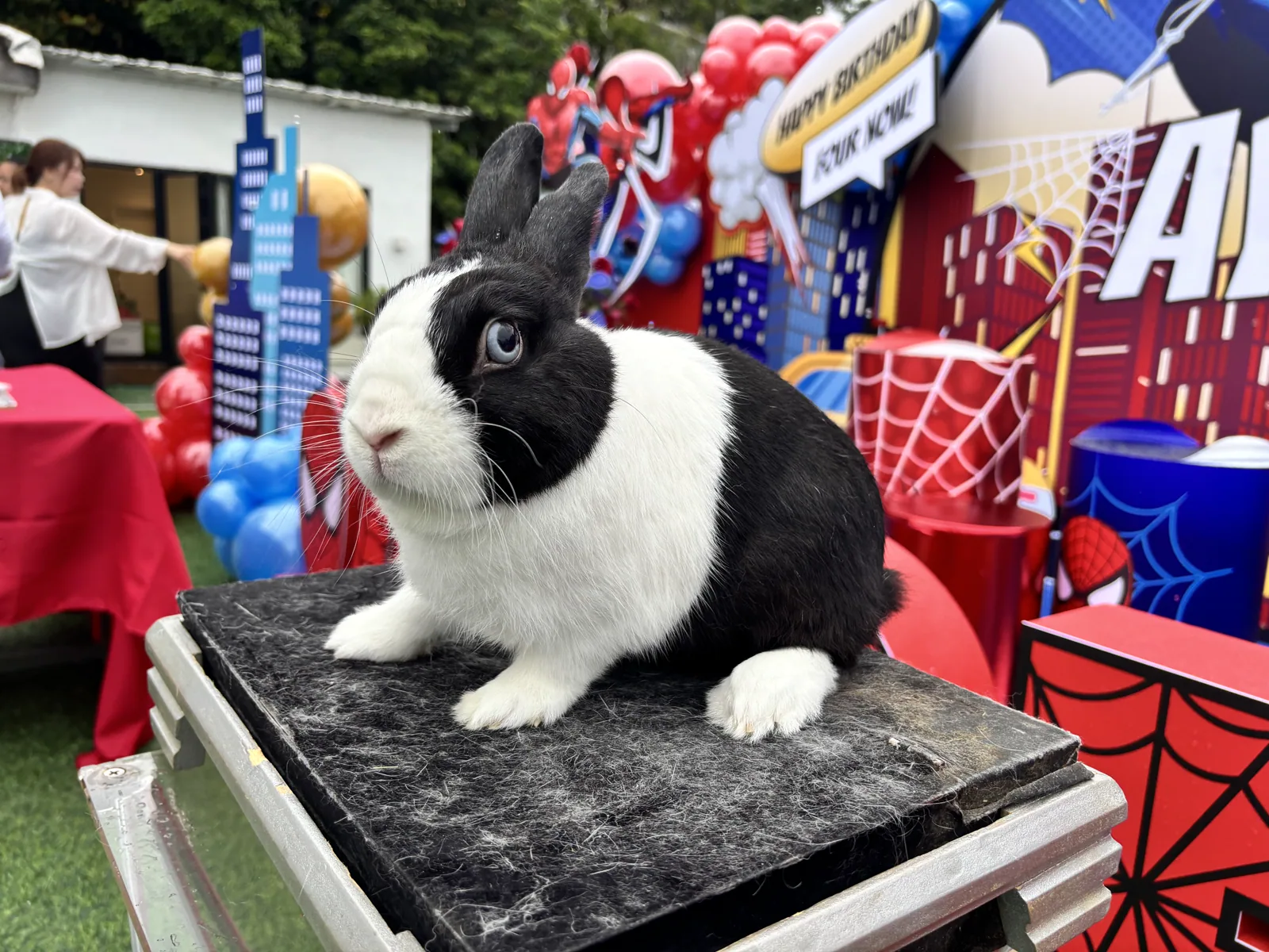 Oreo bunny meet and greet at a children's birthday party